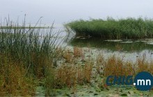 Согтуугаар морьтой гол гаталж яваад амиа алджээ