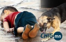 Сэрэмжлүүлэг. Нэг настай хүүхэд уяатай нохойнд хазуулжээ