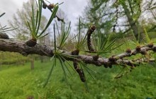 Богд ууланд хор цацах тул 14 хоног аялахгүй байхыг анхаарууллаа 