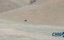 Эрхэл нуур орчмоос алга болсон баавгайг хайж байна