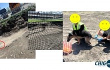 Эзэнгүй овчарка нохойг шугам хоолойн ажилчид тэжээж байна 