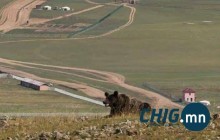 Дархан-Уул аймгийн Хонгор суманд баавгай орж иржээ 