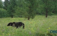 Дадалын зөгийн аж ахуйд нас бие гүйцсэн баавгай нэвтэрчээ
