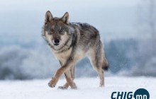 Тонхил сум чоно авлах уралдаан зарлаж, шагналын санг малчдаасаа гаргуулна 