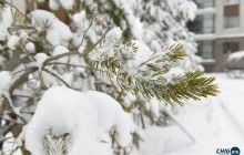 Арваннэгдүгээр сард цас ОЖД-аар орно 