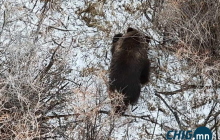 Увс аймгийн Тэс сумын нутагт хүрэн байвгай орж иржээ