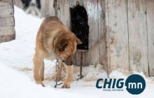 Гадаа тэжээдэг нохойндоо анхаарал тавихыг уриаллаа 