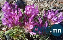 “Увсын хунчир” ургамлыг шинээр нээж, дэлхийд бүртгэлээ 