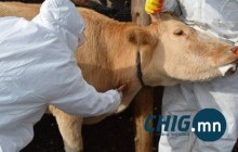 Малын эмч: Галзуу, эмнэг, халдвартай малыг эмчилдэг хүмүүсийнхээ цалинг өгөлгүй он дуусгалаа 