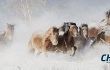 Цэргүүд хил руу очсон малыг дроноор эргүүлж, нутаг руу нь оруулжээ 