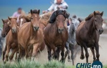 Аутизм, сэтгэл түгшилт, донтолтыг тэвчих морин засал хийнэ 