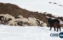 Малдаа явсан иргэн осгож нас баржээ 