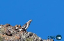 Агнасан алтайн хойлог тээвэрлэж явсан иргэнийг яллагдагчаар татлаа  