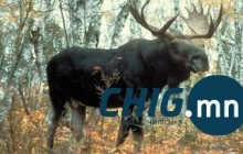 Шивэр хандгай агнасан иргэнд 2 жилийн хорих ял оноож, ₮39 саяыг төлүүлэхээр шийтгэлээ 