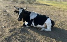 Үхрийн үнэ ₮300 мянгаар өсжээ 