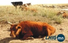 Сэрэмжлүүлэг: Төв аймагт шүлхий өвчин гарлаа 