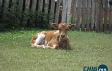 Сүрэгтээ нийлсэн тугал, унагыг нууж тэжээгээд хорих ялаар шийтгүүллээ 