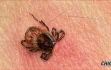 Хачигт хазуулж, халдвар авахаас сэргийлээрэй 