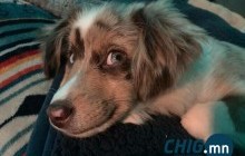 Итали гэрийн тэжээвэр амьтнаа хүчирхийлсэн тохиолдолд 4 жил хорих хуультай 