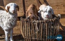 Улсын хэмжээнд 4,2 сая мал төллөж, бойжилт 98.9 хувьтай байна