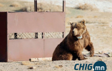 Мазаалай баавгайд сансрын дохиолол бүхий хүзүүвч зүүлээ