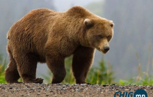 Сэлэнгэ аймагт баавгай айлын үхэр барьж, зөгийн үүр эвджээ