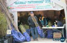 Нийслэлийн 4 байршилд мод бут, сөөгийн суулгац, үр үрслэгээний өргөтгөсөн худалдаа гарч байна