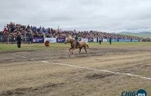 Тод манлай уяач Н.Хүрлээгийн шар азарга төрийн наадамд түрүүллээ