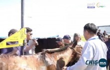 Сүхбаатар аймгийн наадмын комиссынхон ГАДНЫ УЯАЧДЫГ ГАДУУРХАЖ, түрүүлсэн хязааланг хасчээ
