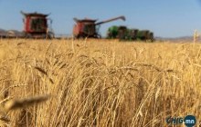 Засгийн газар тариаланчдаас улаан буудай, хүнсний ногоо худалдаж авч, нөөцөлнө 