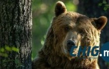 Сэлэнгийн Цагааннуурт баавгай, чоно элбэгшиж байна 