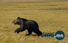 НБОГ: Баавгайтай таарвал эгцэлж харахгүй, аажмаар ухраарай 
