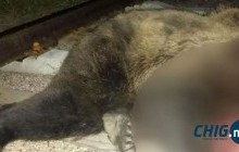 Шарын голд баавгай галт тэргэнд дайруулжээ 