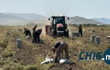 Цочир хүйтрэхээс урьтах гэж цэргүүдээр ногоо хураалгаж байна 