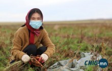  Ургац хураалтад нэмэлтээр 26,000 хүн оролцож байна