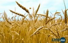Хуурамч баримт үйлдэж тариаланчдад олгох урамшууллаас ₮312 саяыг завшжээ 