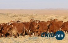 Годрон гэдэг нь ямаа, янгир өвчилдөг уушги, гялтангийн үрэвсэл 
