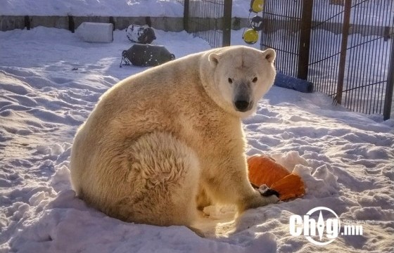 Омскийн амьтны хүрээлэнгийн цагаан баавгай усанд живж үхжээ