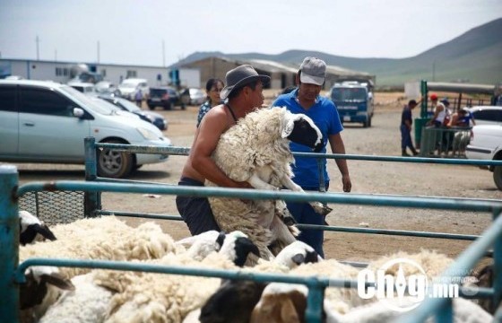  Эмээлт захад хонь 250-350 мянган төгрөгөөр худалдаалагдаж байна