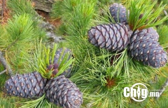 ТҮҮХИЙ САМАР НЬ ШАР ӨВЧИН, ГЭДЭСНИЙ БУСАД ХУРЦ ХАЛДВАРТ ӨВЧНҮҮД ҮҮСГЭХ АЮУЛТАЙ