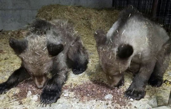 Дондог, Дулам нэртэй хоёр бамбарууш нэг сар 
