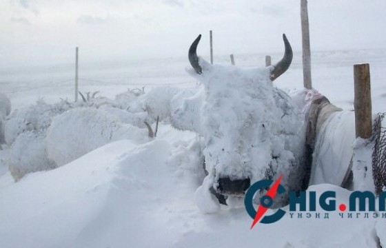 Улсын хэмжээнд нийт 667.841 толгой мал хорогджээ