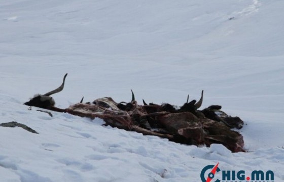 Малын сэг зэм устгал, ариутгал халдваргүйжүүлэлт хийх төсвийг шийдвэрлэв