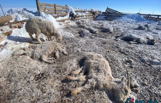 Сүхбаатар аймагт хамгийн их буюу 1 сая гаруй мал хорогджээ