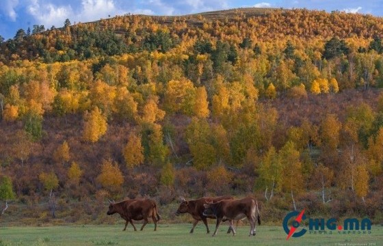 Маргаашаас ихэнх нутгаар дулаарах боловч Бямба гарагт хүйтэрнэ