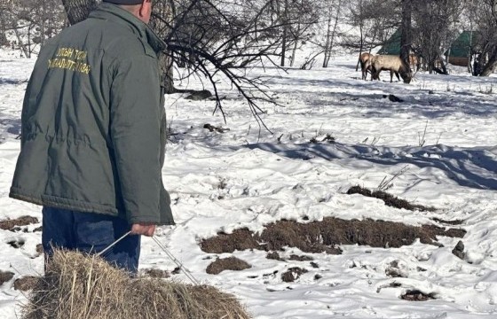 Горхи-Тэрэлжийн хамгаалалттай есөн газар зэрлэг амьтдад шаардлагатай өвс, хужрыг байршуулжээ