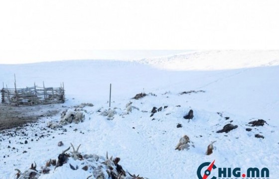 Энэ хавар зудтай байсан нутгаар төллөх мал ядарч, малын хорогдол улам нэмэгдэхээр байна