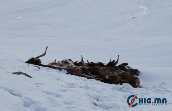 Малын хорогдол нэмэгдсэн учир эдийн засгийн өсөлтийн төсөөлөл найман хувь байсныг 3.8 хувь болгож бууруулжээ