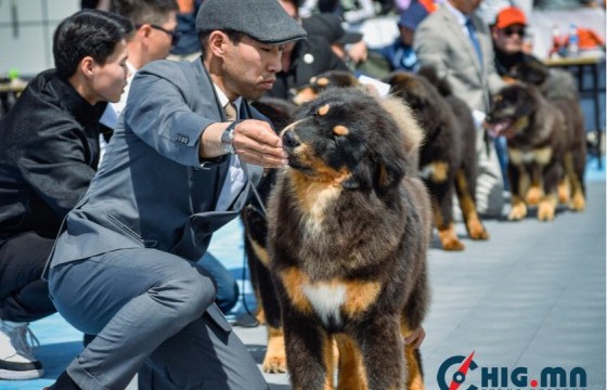 “Ирээдүйн аварга-2024” тэмцээнд монгол банхарууд өрсөлдөж байна