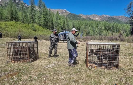 Байгаль хамгаалагчдын өсгөсөн хоёр бамбаруушийг нисдэг тэргээр зөөвөрлөж, Хөсгөлийн их тайгад тавих зардлыг БОАЖ-ын яамнаас гаргажээ